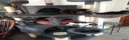Mixed Breed cats for sale: Beautiful kittens ready now - Advert 6