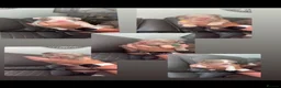 French Bulldog dogs for sale: French bulldog puppies  in Peterlee - Advert 2