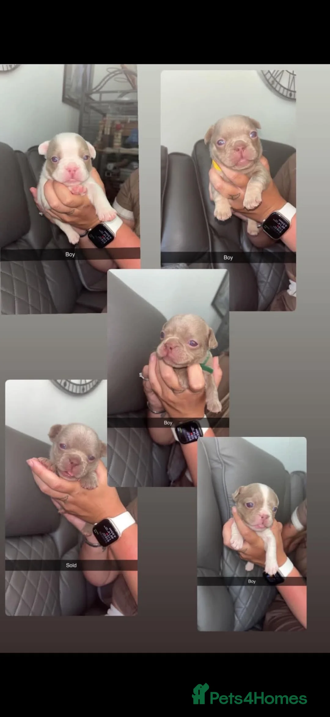 French Bulldog dogs for sale: French bulldog puppies  in Peterlee - Advert 2