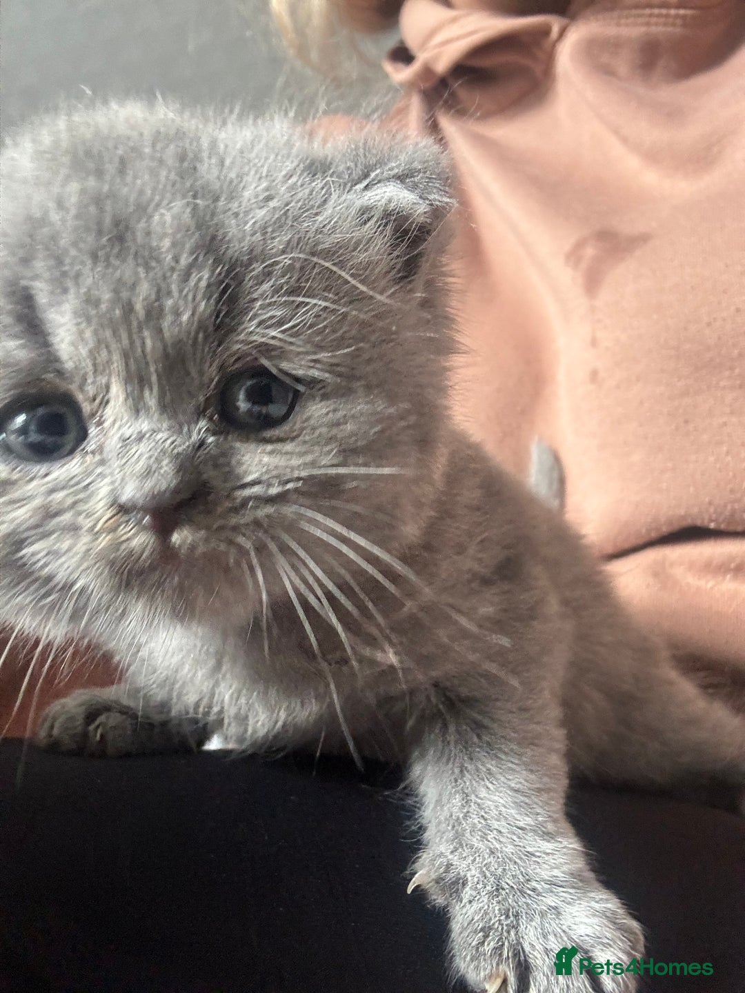 British Shorthair cats for sale: 5 male british blue shorthairs  - Image 5