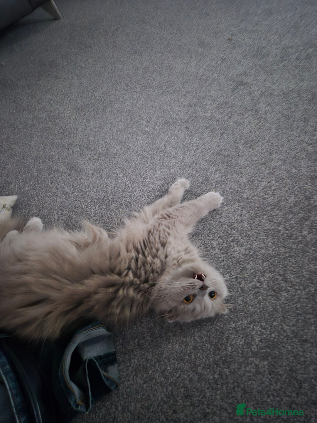 Scottish Fold cats for sale: Willow - Image 1
