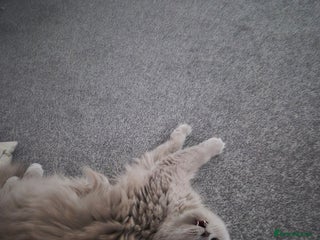 Scottish Fold cats - Advert 18