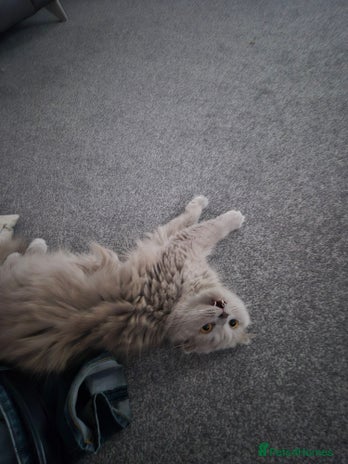 Scottish Fold cats - Advert 9