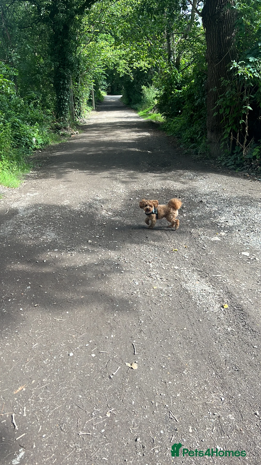 Shihpoo dogs for stud: Small Shihpoo male available for stud  in Woking - Advert 13