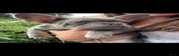 French Bulldog dogs for sale: Beautiful French bulldog puppies ready now  - Advert 4