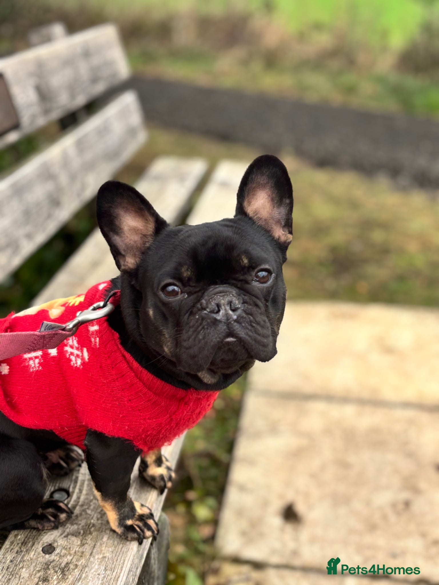 French Bulldog dogs 7 Beautiful French Bulldogs. - Advert 1