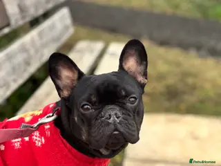 French Bulldog dogs 7 Beautiful French Bulldogs. - Advert 1