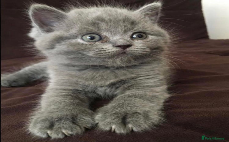 British Shorthair cats - Advert 12