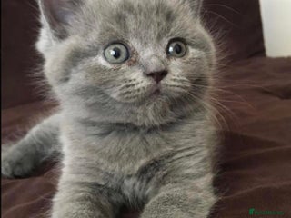 British Shorthair cats - Advert 8