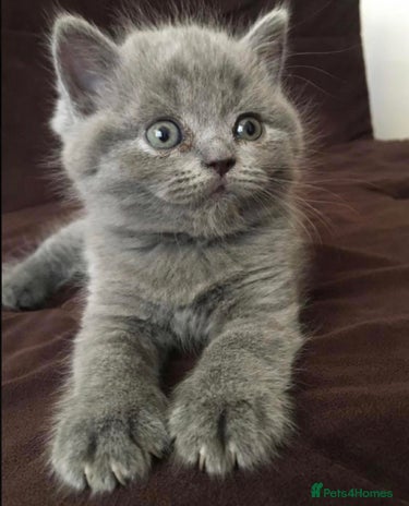 British Shorthair cats - Advert 8