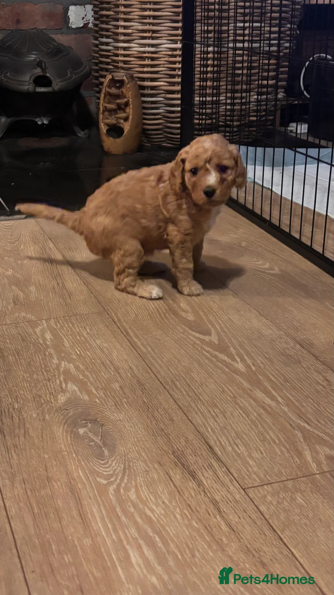 Mixed Breed dogs for sale: gorgeous cockacavapoochon for sale, !!LAST ONE!! - Advert 16