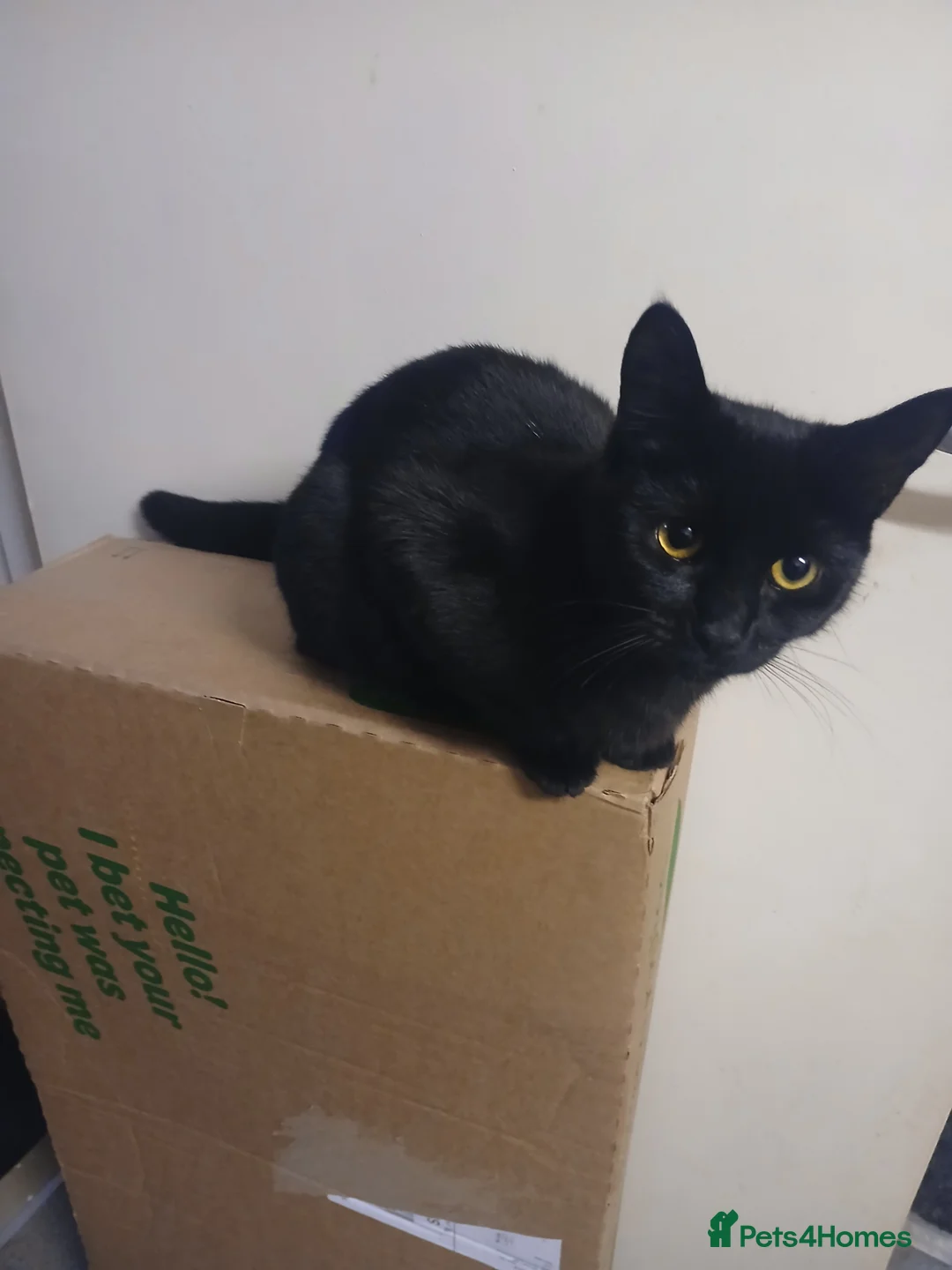 Mixed Breed cats for sale: Mixed breed - Advert 6