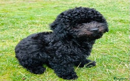 Cockapoo dogs for sale: Cockapoo Boy - Black - 4 month old - Image 4