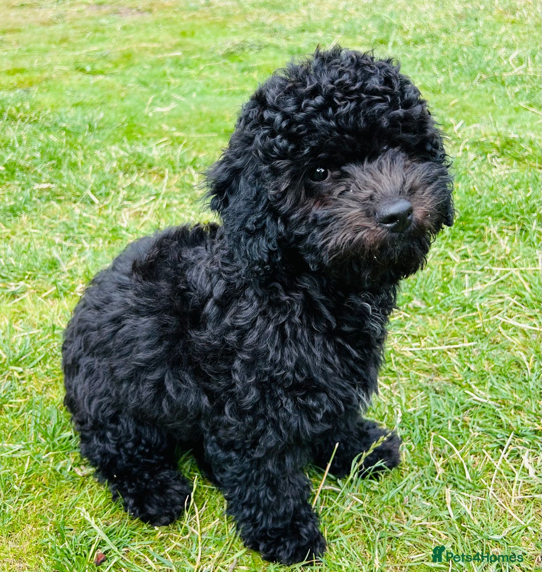 Cockapoo dogs for sale: Cockapoo Boy - Black - 4 month old - Image 4