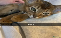 Mixed Breed cats for sale: Mainecoone x abysinian  - Image 5