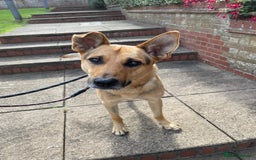 Mixed Breed dogs for adoption: Stunning Alfonz ready for love - Image 18
