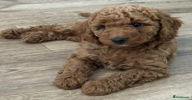 Cockapoo dogs - Advert 6