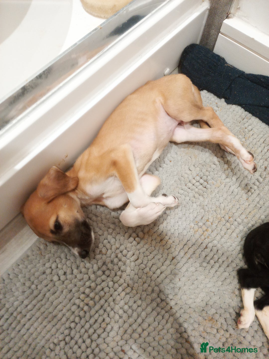 Lurcher dogs for sale: Lurcher pups  - Image 3