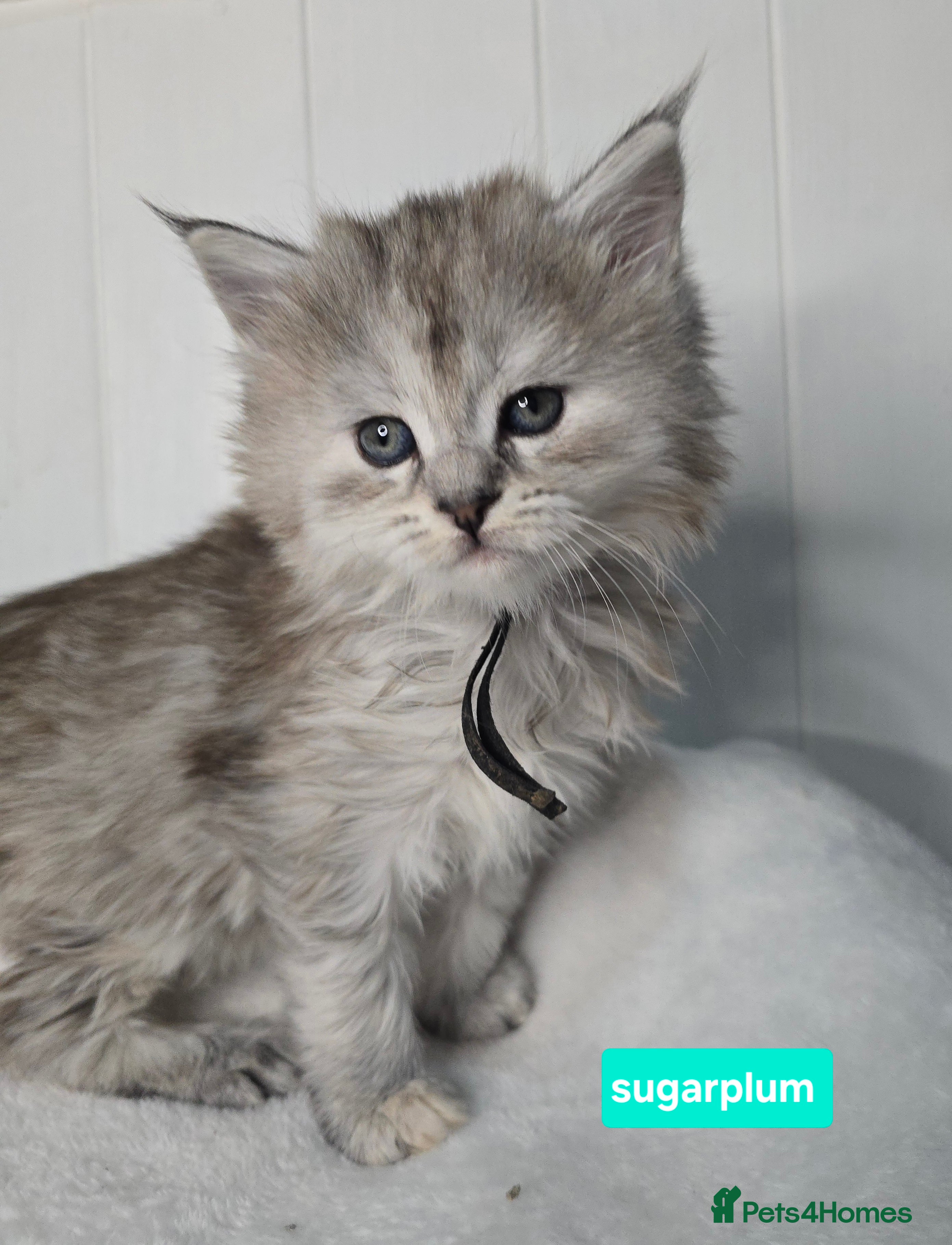 Maine Coon cats Chunky TICA registered Maine Coon Kittens - Advert 18