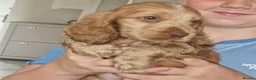 Cocker Spaniel dogs for sale: Show Kc Spaniel boys ready for there forever home - Advert 20