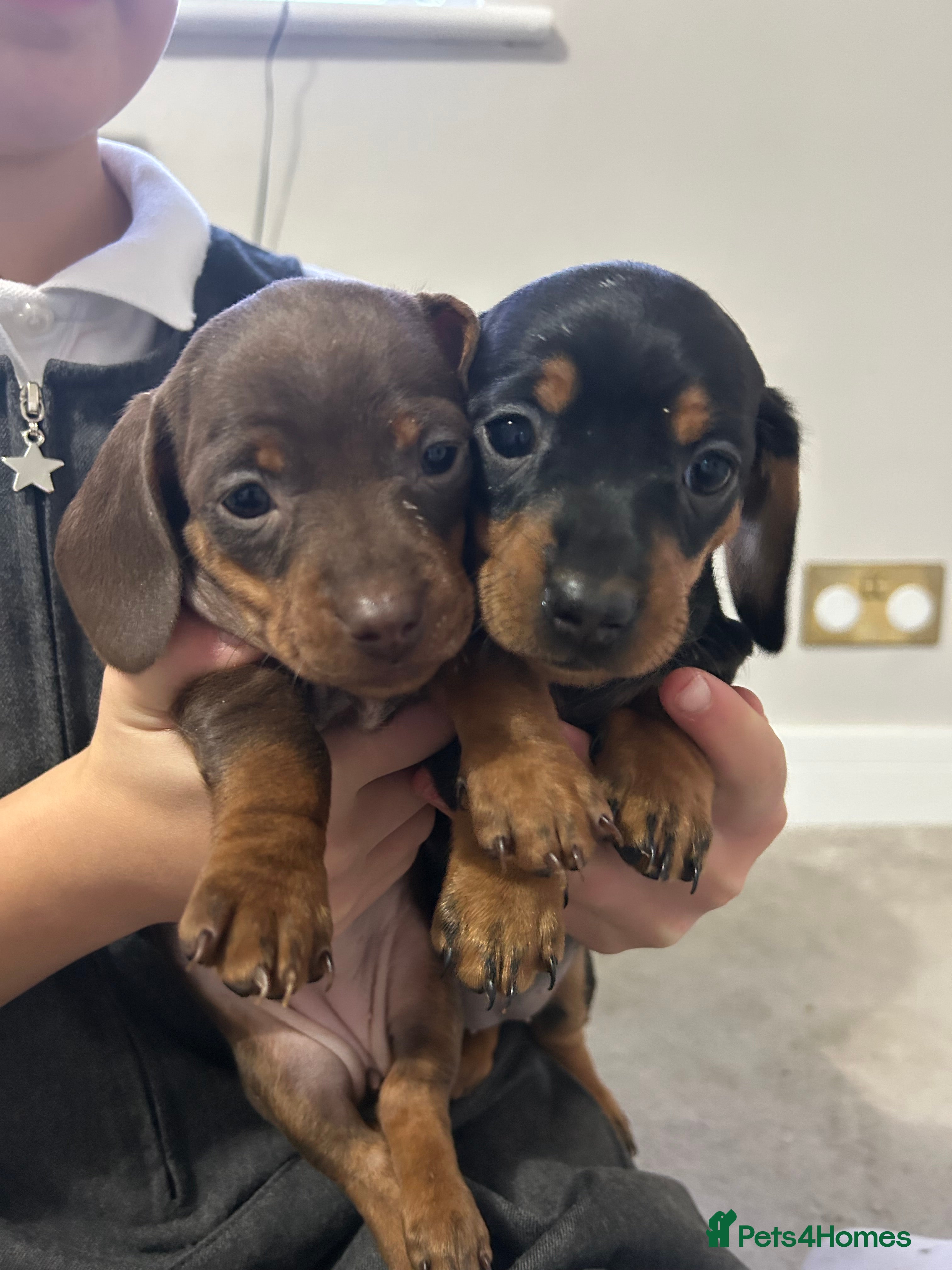 Miniature Dachshund dogs Miniature sausages babies - Advert 2