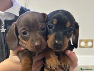 Miniature Dachshund dogs Miniature sausages babies - Advert 7