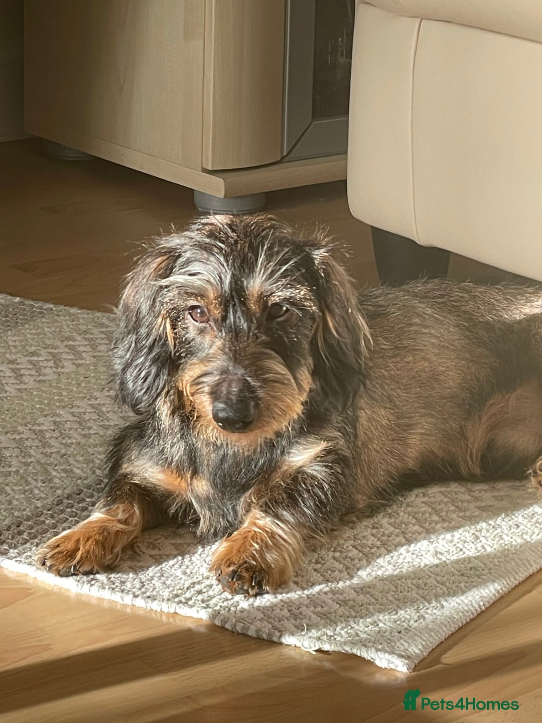 Dachshund dogs for stud: WIREHAIRED TECKEL DACHSHUND available for stud - Advert 7