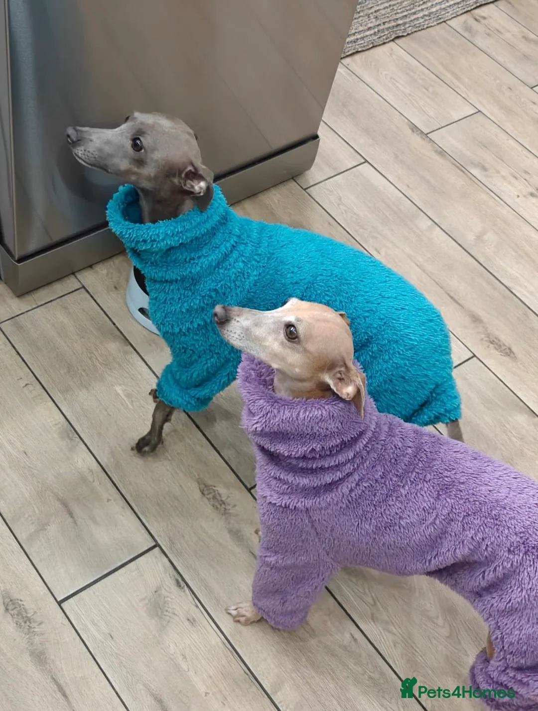 Italian Greyhound dogs for sale: KC Registered - European Lineage - Health Tested  - Advert 9