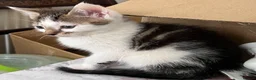 Mixed Breed cats for sale: 6 Lovely kittens for sale  - Advert 23