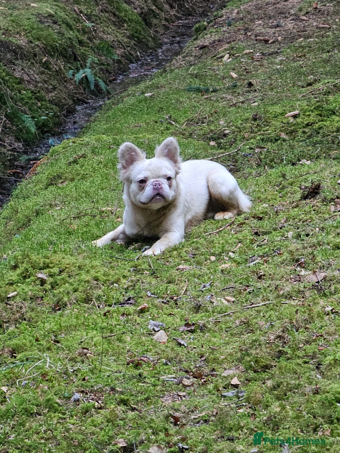 Mixed Breed dogs for sale: Micro exotic,s. - Advert 13