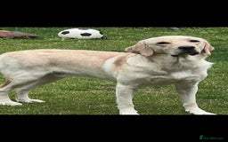 Labrador Retriever dogs for sale: 19 months yellow labrador  - Image 4