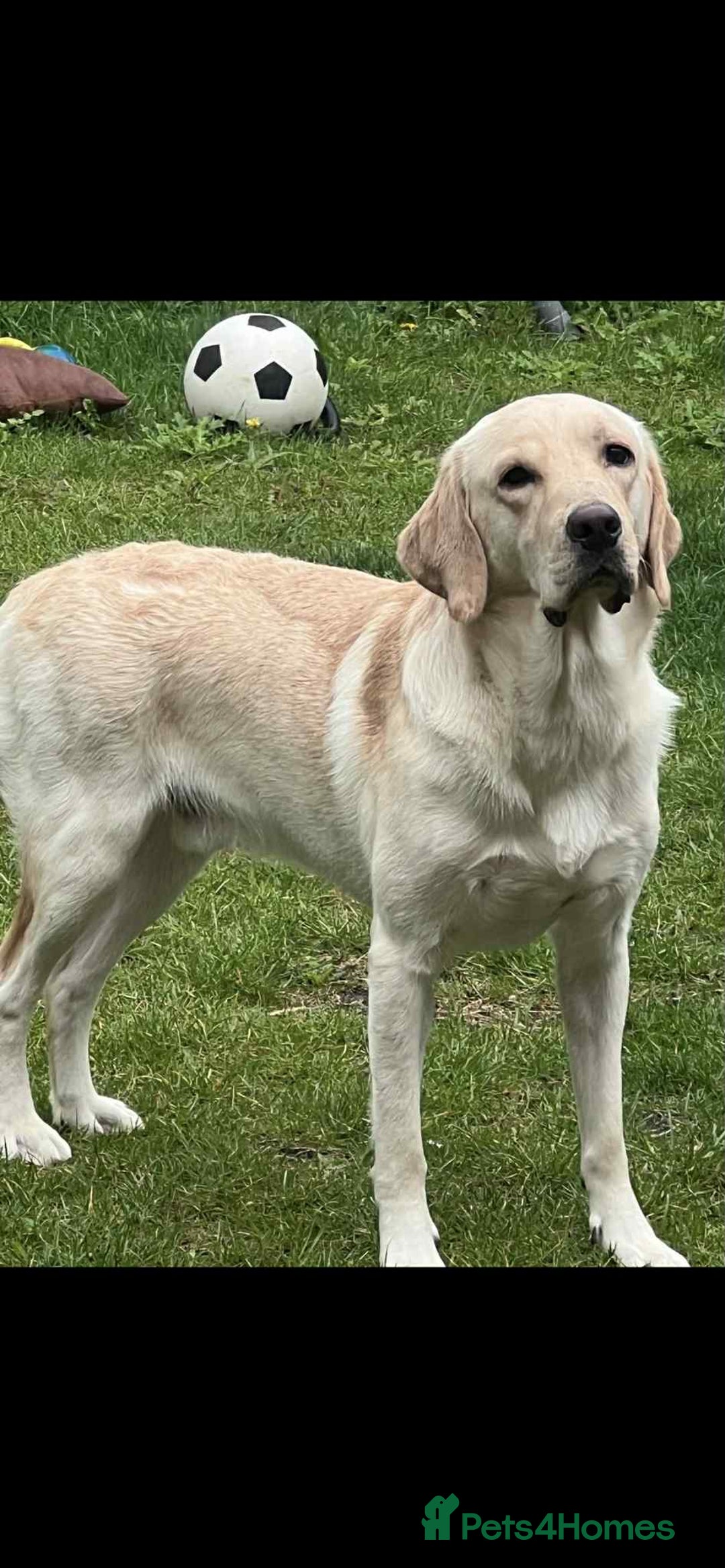 Labrador Retriever dogs for sale: 19 months yellow labrador  - Image 4