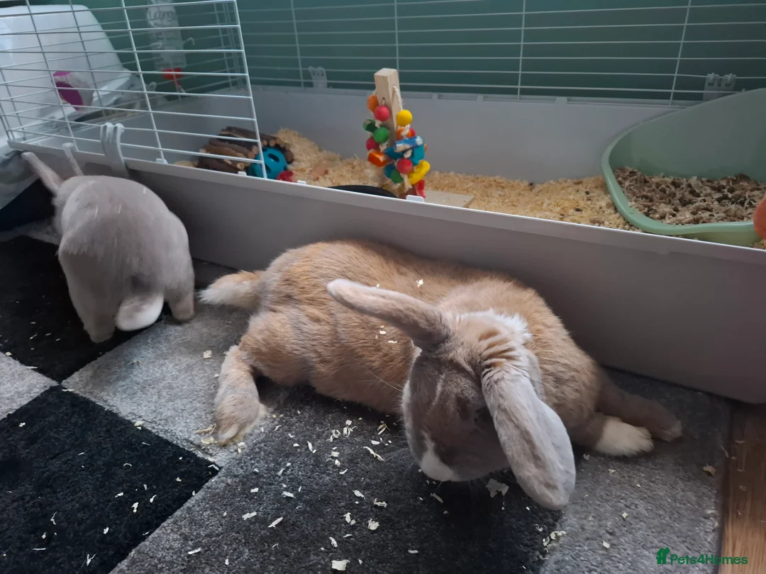 French Lop rabbits for sale: Continatal giant x french lop - Advert 2