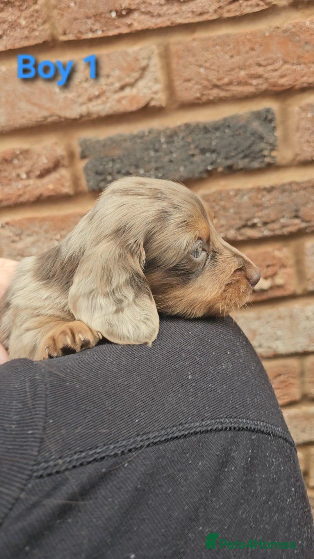 Miniature Dachshund dogs for sale: Miniature Dachshund Long Haired  - Advert 6
