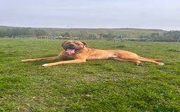 Mixed Breed dogs for sale: Zeus  - Image 1