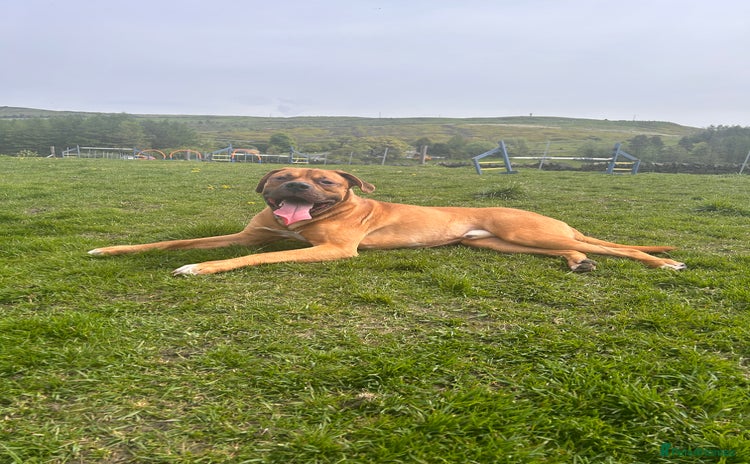 Mixed Breed dogs - Advert 1