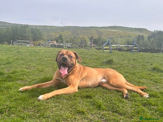 Mixed Breed dogs - Advert 1
