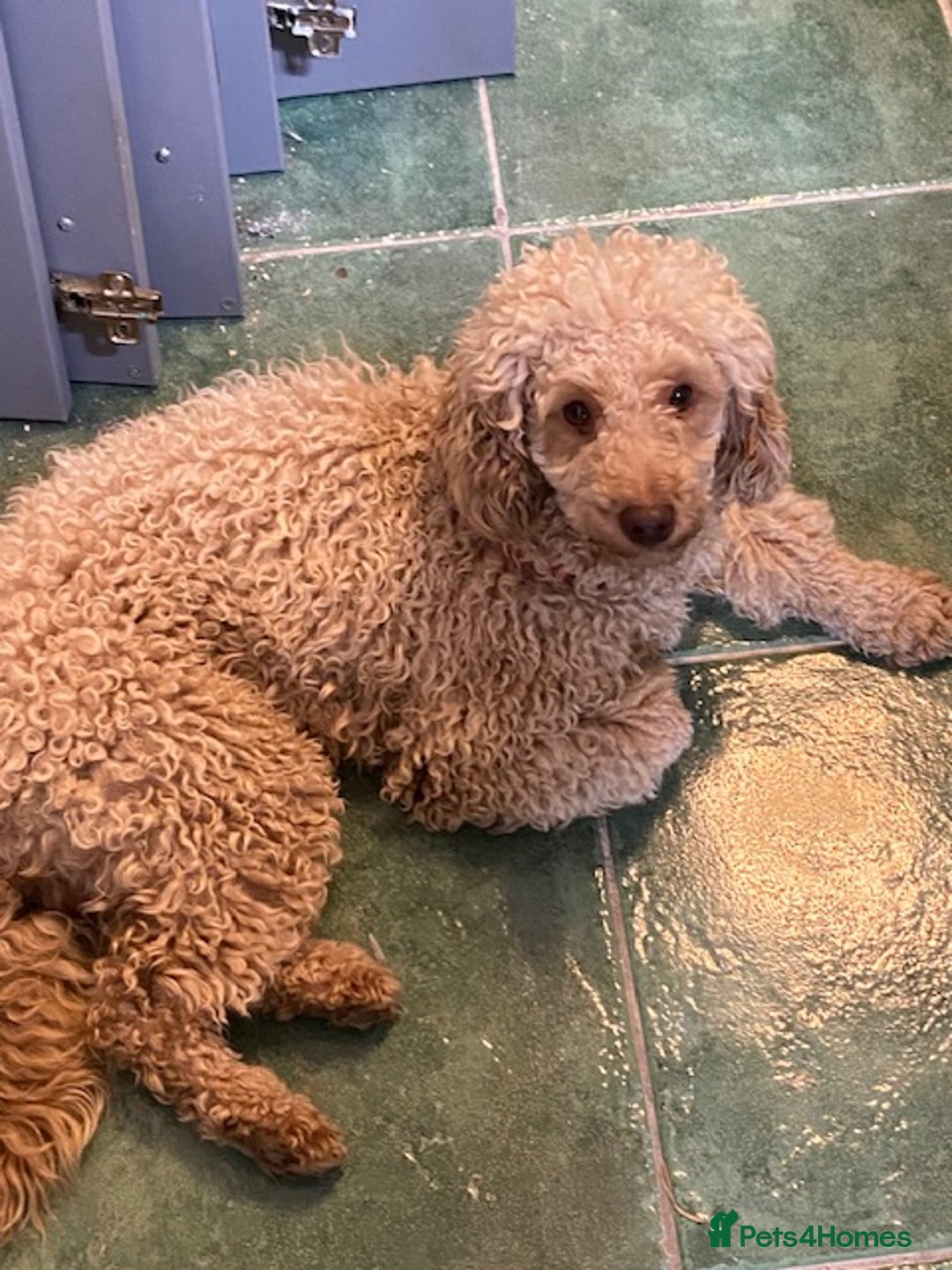 Miniature Poodle dogs for sale: 1.5 years old Miniature Poodle boy for loving home - Image 7