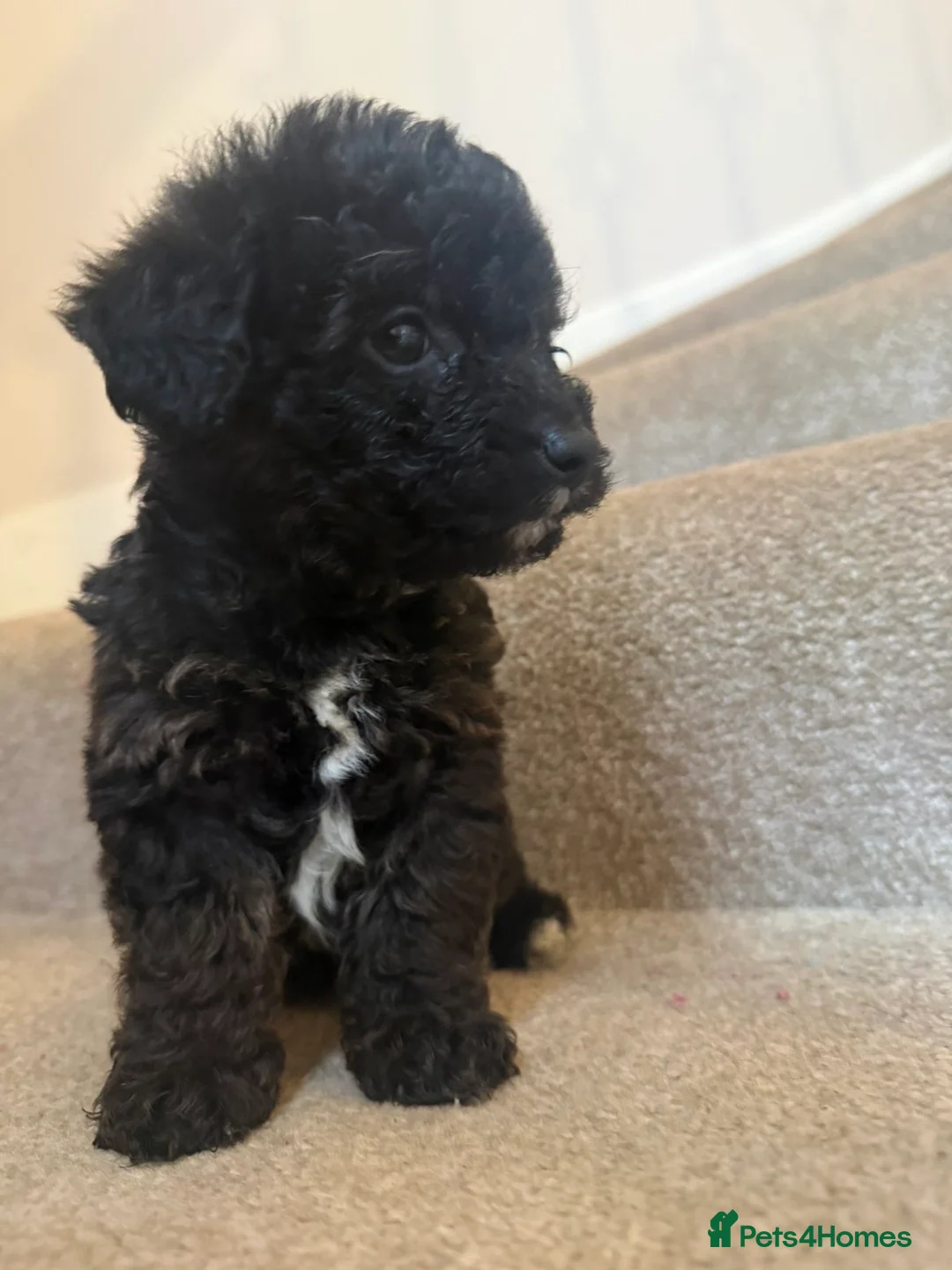 Jackapoo dogs for sale: Jackapoo pups - Advert 4