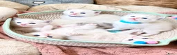 Ragdoll cats for sale: Gorgeous Tica registered Ragdoll kittens 1 girl  - Advert 25
