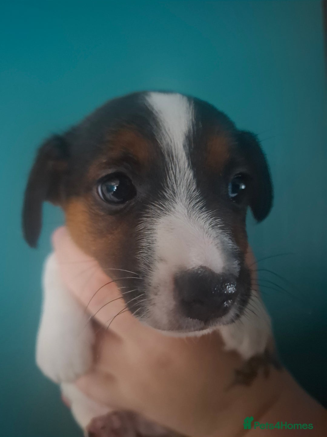 Jack Russell dogs for sale: Jack Russell pups - Image 6