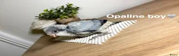 Parrots birds for sale: Stunning Quaker babies for sale! - Advert 4