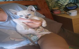 Bengal cats for sale: Bengal x siamese kittens - Image 7