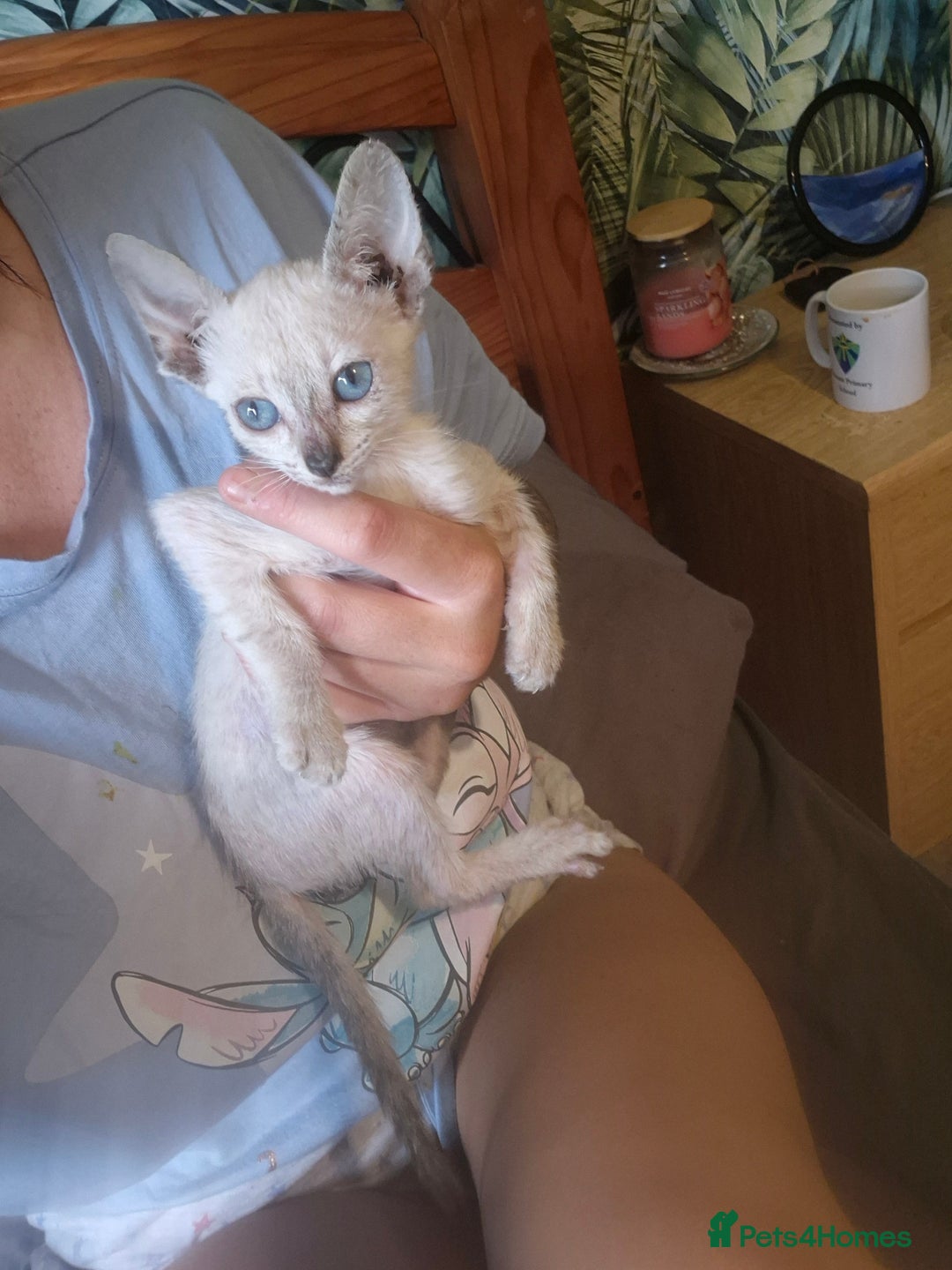Bengal cats for sale: Bengal x siamese kittens - Image 7