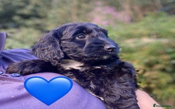 Sproodle dogs for sale: Stunning F1 Sproodle puppies  - Image 13