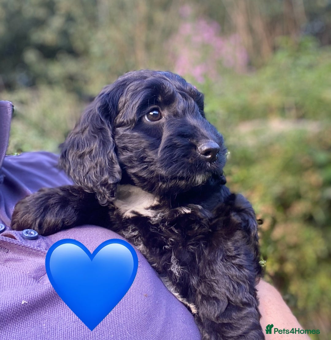 Sproodle dogs for sale: Stunning F1 Sproodle puppies  - Image 13