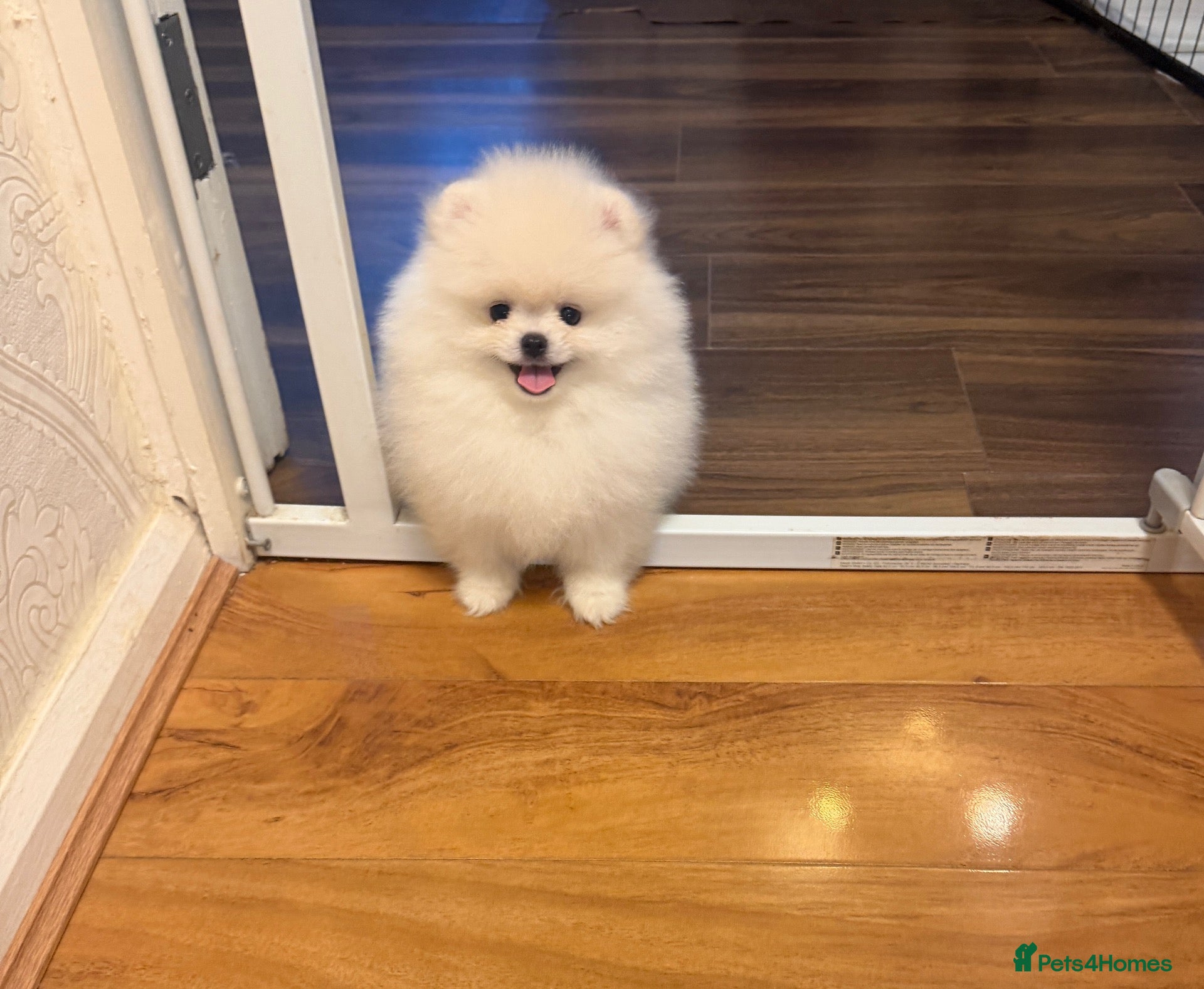 Pomeranian dogs Beautiful White/Cream Pomeranian Puppies - Advert 1