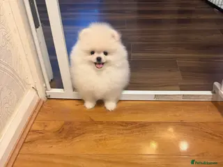 Pomeranian dogs Beautiful White/Cream Pomeranian Puppies - Advert 1