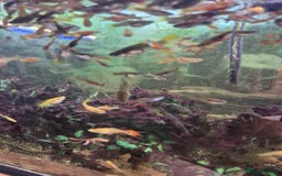 Live Bearers fish for sale: 10 for £10 guppies. All ages. Bright colours. - Image 4