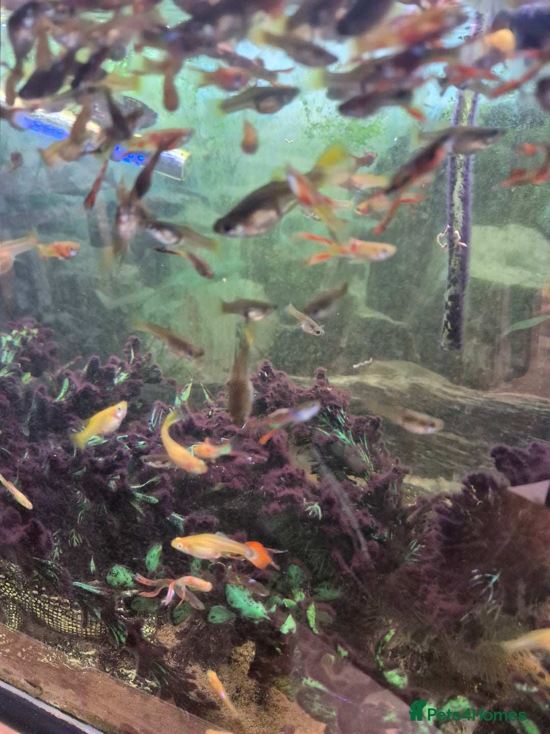 Live Bearers fish for sale: 10 for £10 guppies. All ages. Bright colours. - Image 4